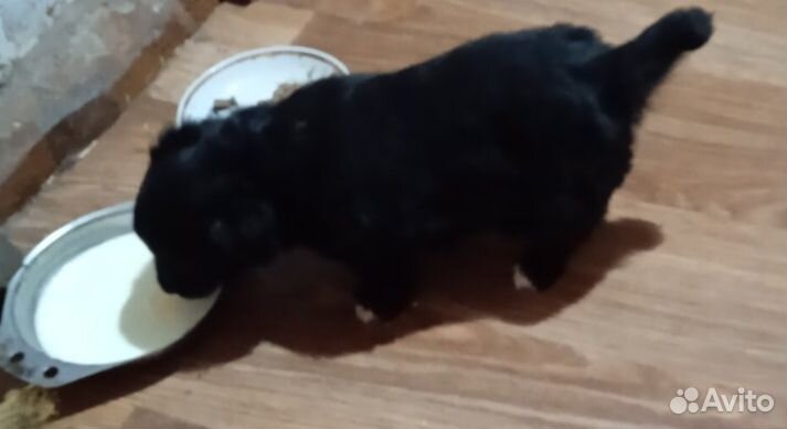 Щеночки комнатной собачки