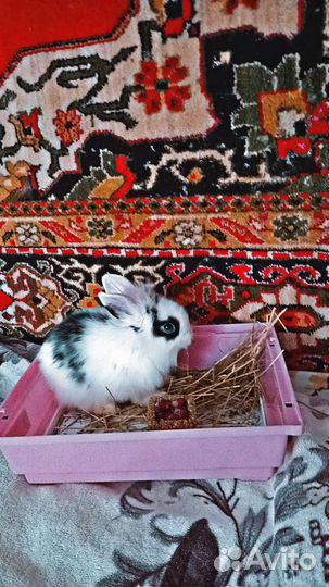 Клетка для кролика и кролик