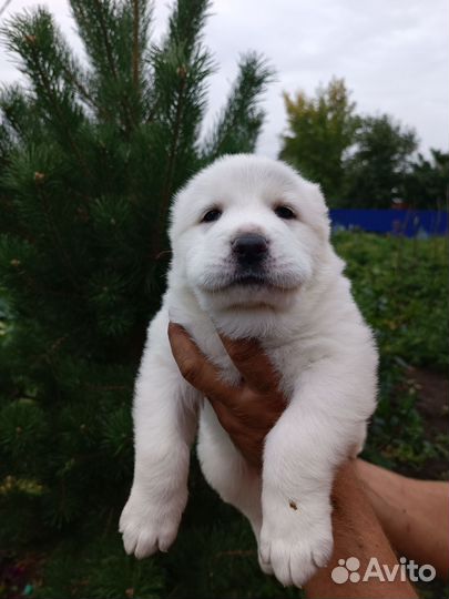 Продажа щенков алабая