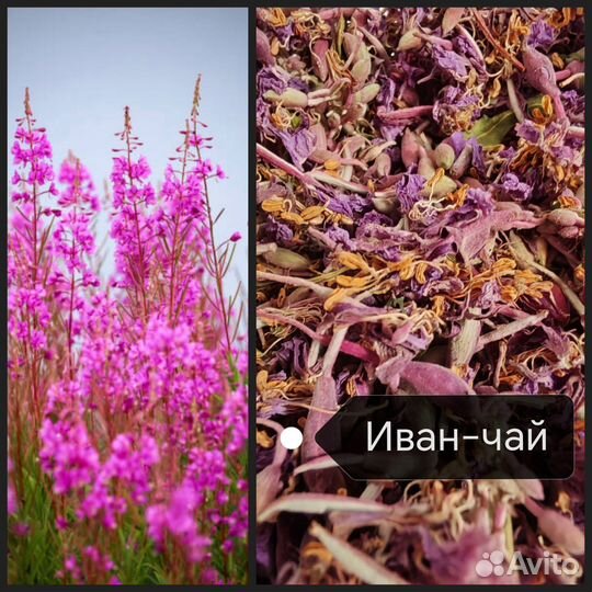 Травы для чая и здоровья