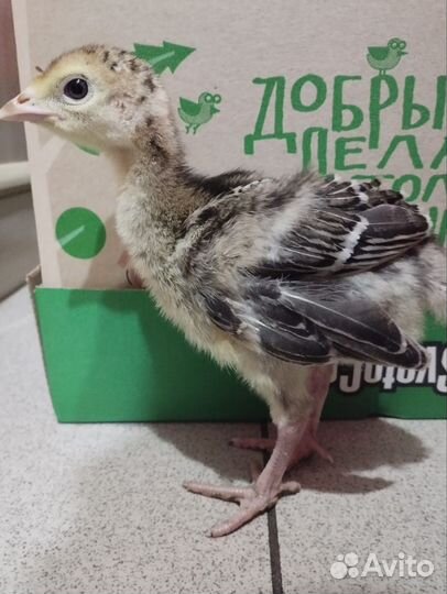 Домашняя птица индюк