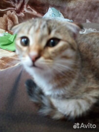 Котенок девочка 3,5 месяца