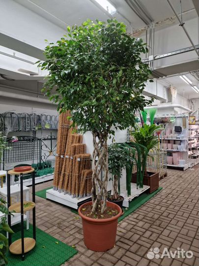 Фикус Бенджамина Дерево крупномер высотой 2,7м