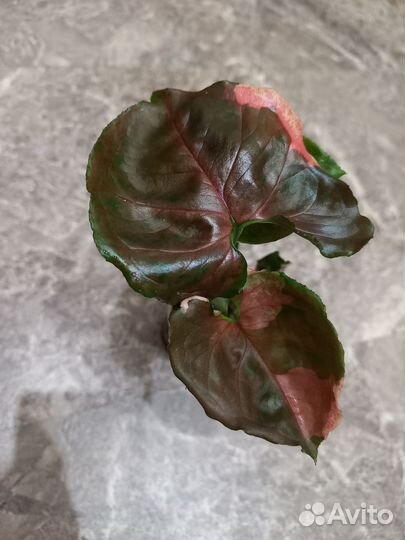 Сингониум Клубничный Лёд