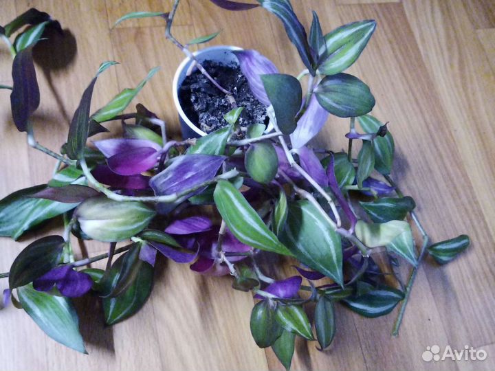 Комнатные растения