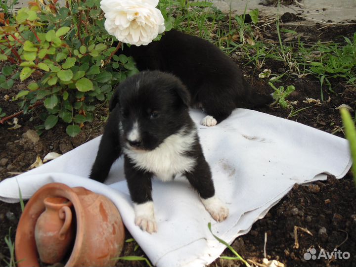 Щенки метисы в добрые руки