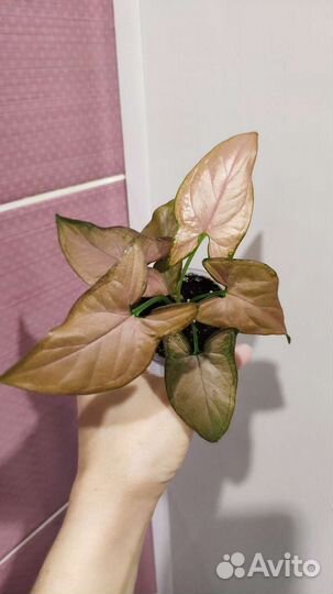 Сингониум розовый