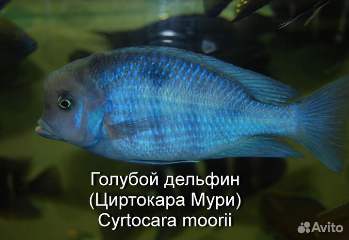 Рыбы цихлиды