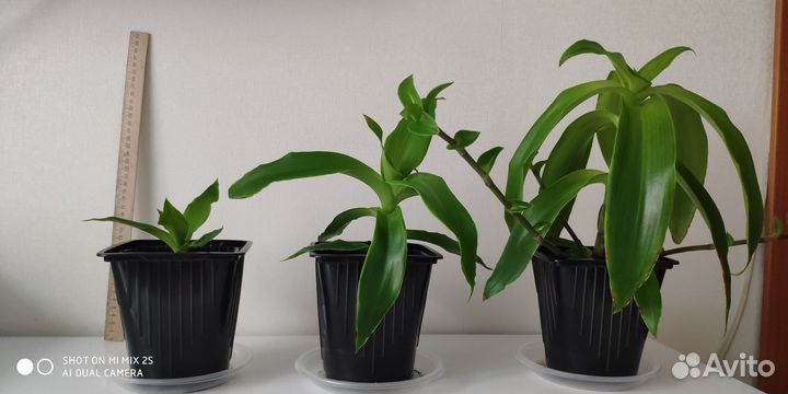 Растение золотой ус