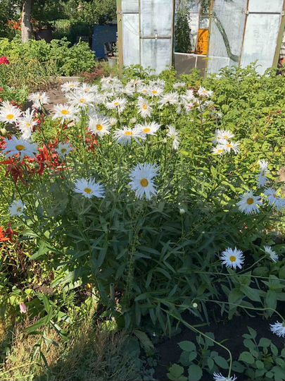 Дача 20 м² на участке 4,5 сот.