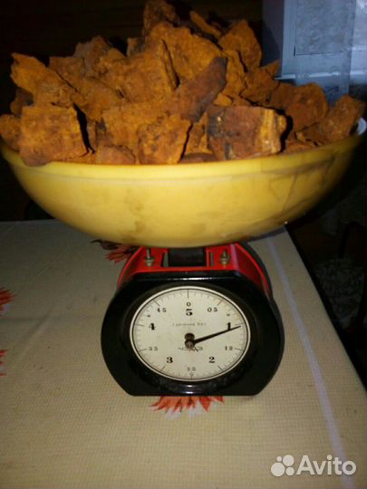 Чага-хранитель нашего здоровья от природы