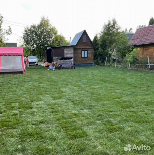 Рулонный газон, газон посевной