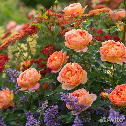 Саженцы роз зкс