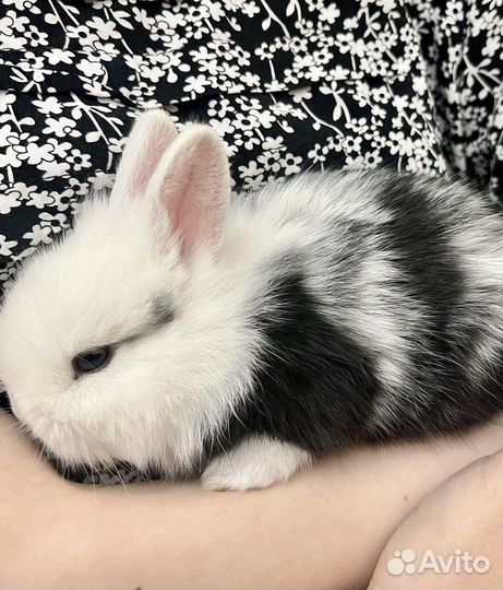 Декоративные кролики