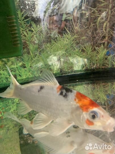 Рыба японский карп кои