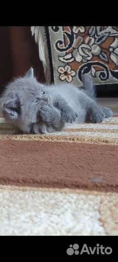 Британские котята