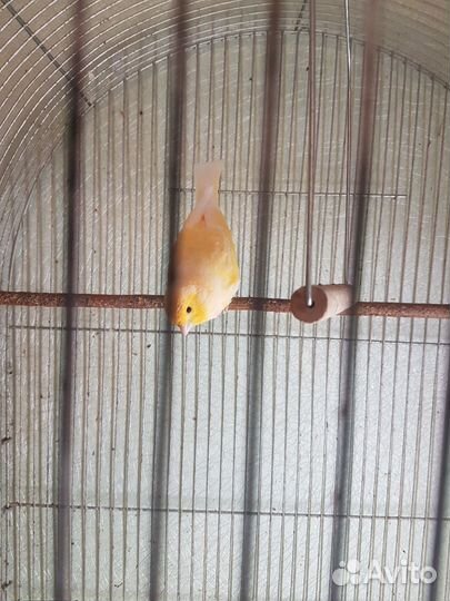 Певчие птицы