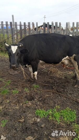 Корова высокоудойная