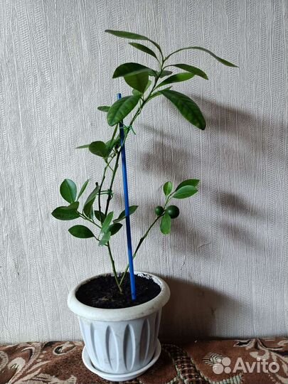 Цитрусовые растения