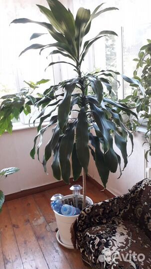 Цветы для больших пространств