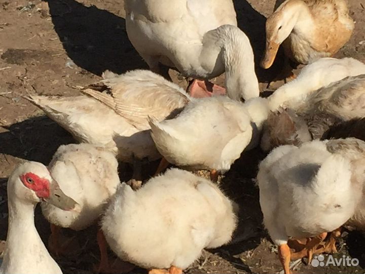 Утята гусята цыплята индюшата крольчата