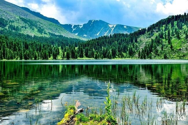 Алтай лето 2024