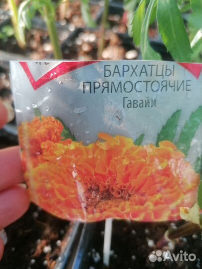 Бархатцы (Тагетес)