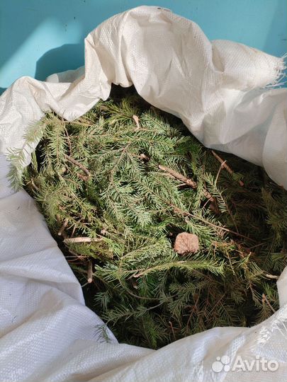 Пихтовая лапка