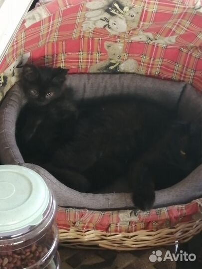 Котенок в добрые руки бесплатно