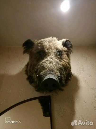 Чучело кабана