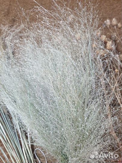 Паникум Сухоцветы, семена