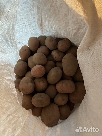 Картошка продажа