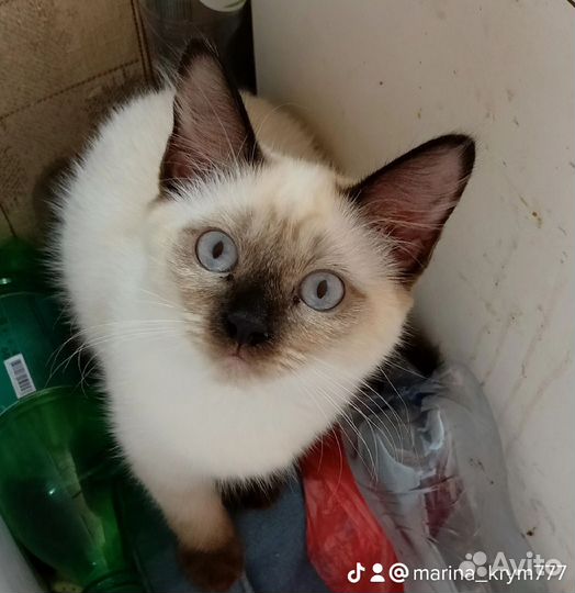 Вязка, Тайский кот