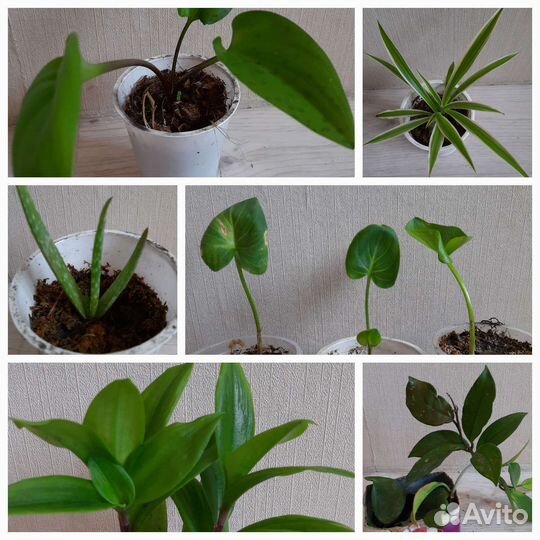 Дримопсис, хлорофитум, традесканция и др