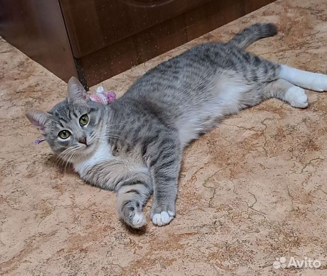 Молодой кастрированный котик