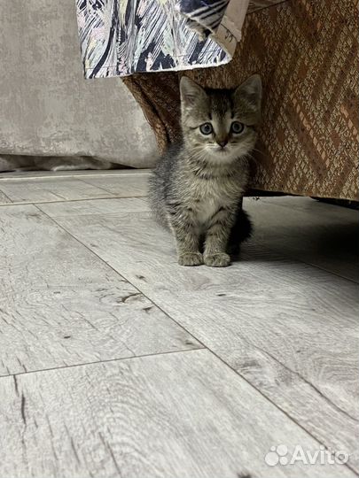 Кошечка, 2 мес