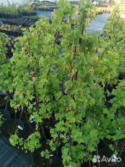 Саженцы смородины