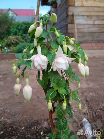 Фуксия сортовая