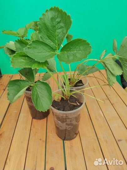 Рассада клубники