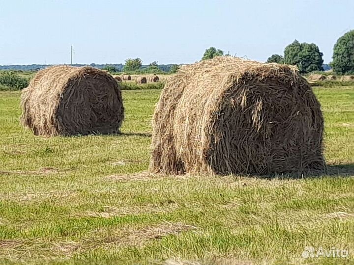 Сено в тюках
