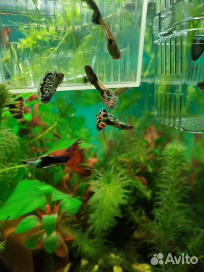 Рыбки гуппи