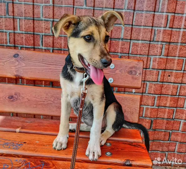 Собака в добрые руки отдам бесплатно