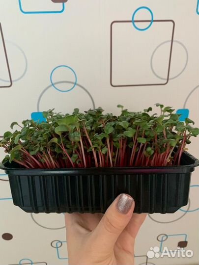 Микрозелень