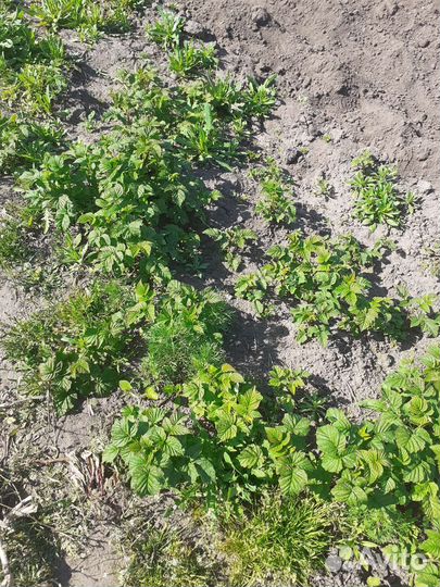 Ремонтантная малина красная