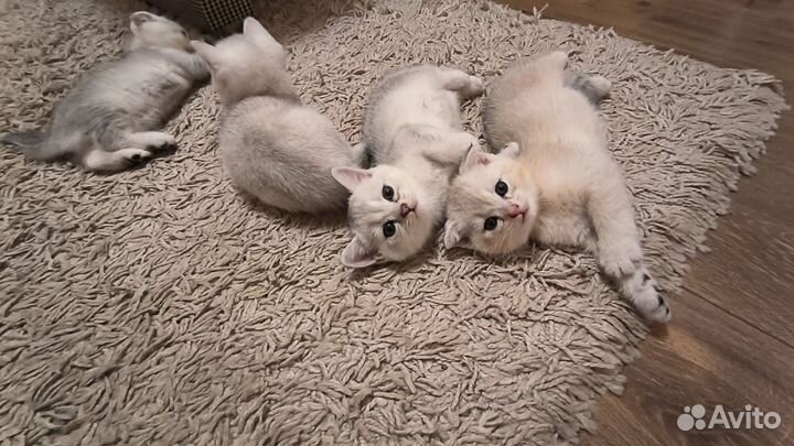 Котята серебристой шиншиллы