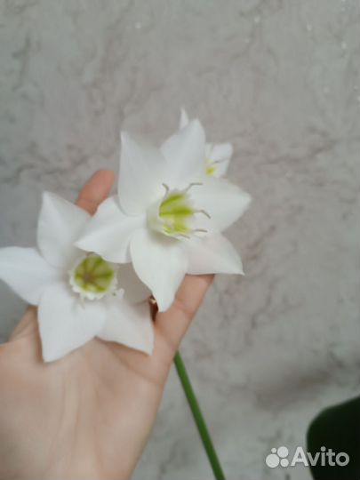 Эухарис амазонская лилия