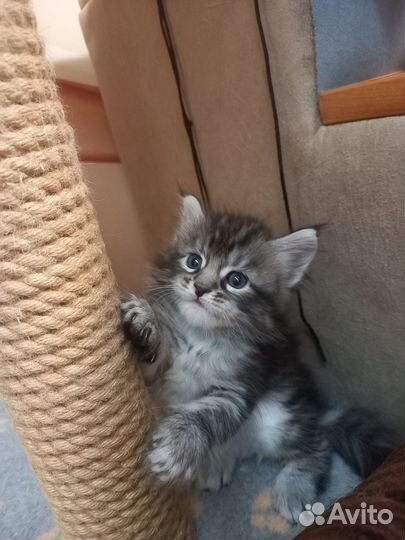 Котята мейн-кун