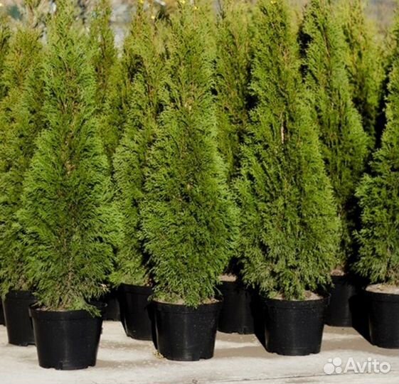Туи в ассортименте