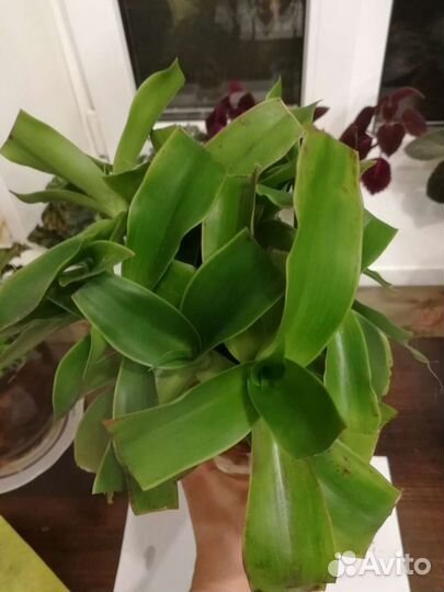 Золотой ус Каллизия душистая