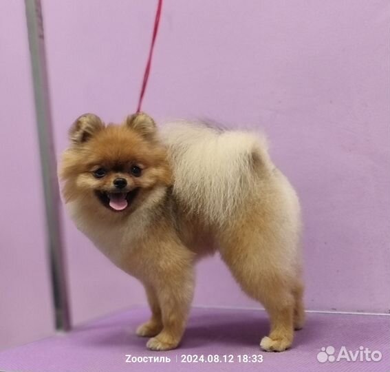 Стрижка собак и кошек